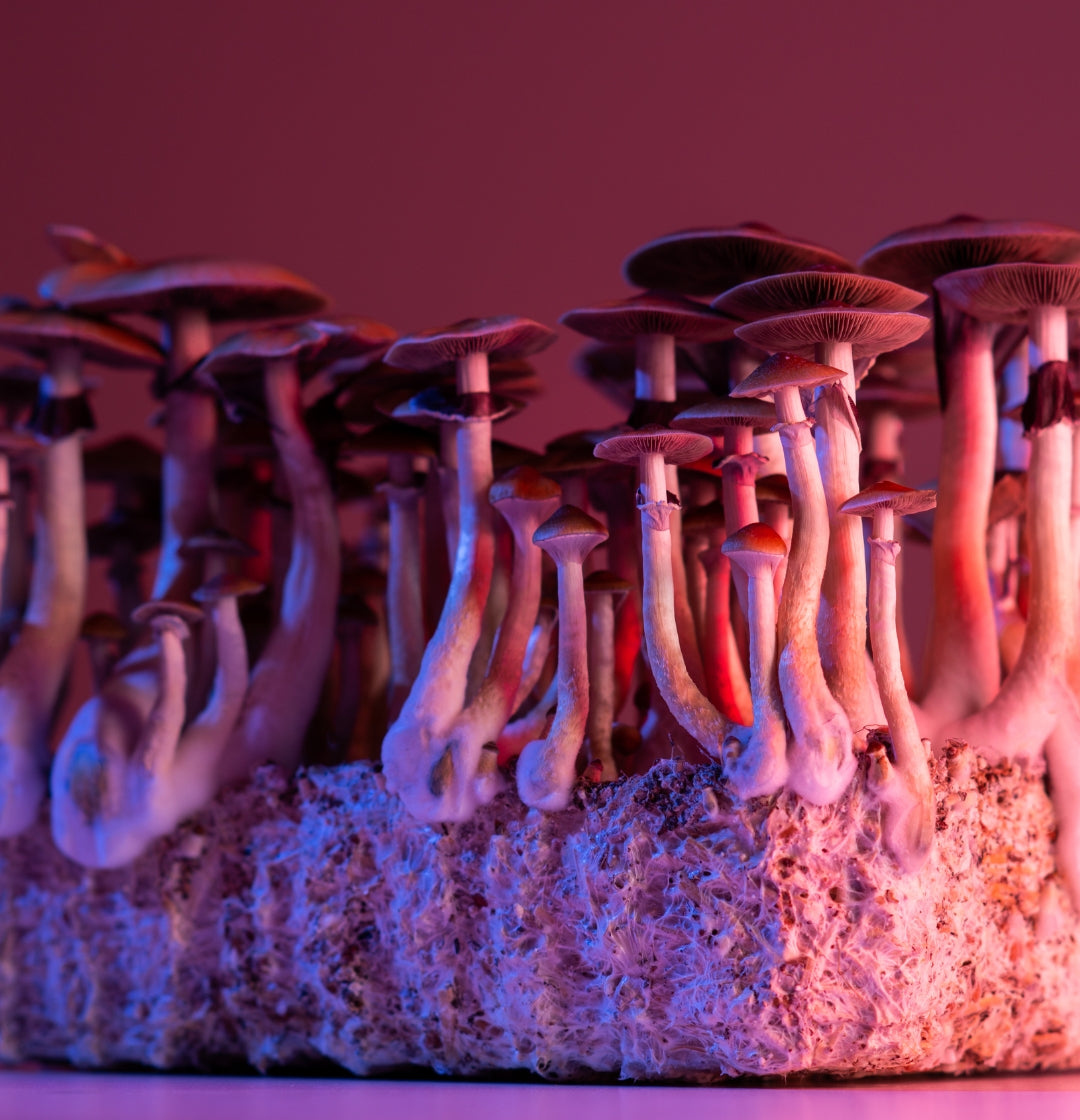 Interesting Facts About Mushrooms that you didn’t know